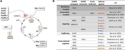 SUMOylation in Phytopathogen Interactions: Balancing Invasion and Resistance